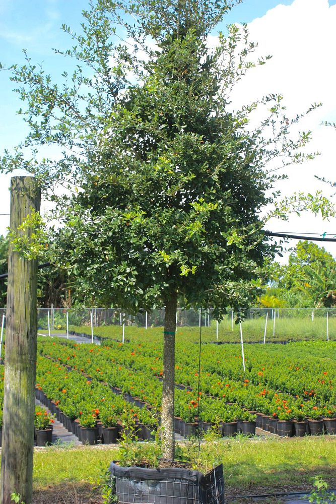 quercus-virginiana-live-oak-southern-oak-tree