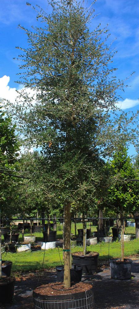 quercus-virginiana-live-oak-southern-oak-tree