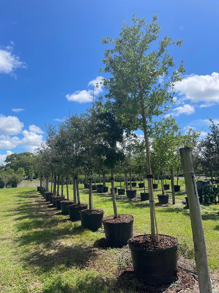 quercus-virginiana-live-oak-southern-oak-tree