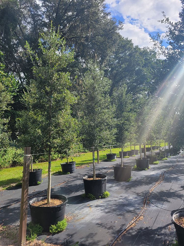 quercus-virginiana-live-oak-southern-oak-tree