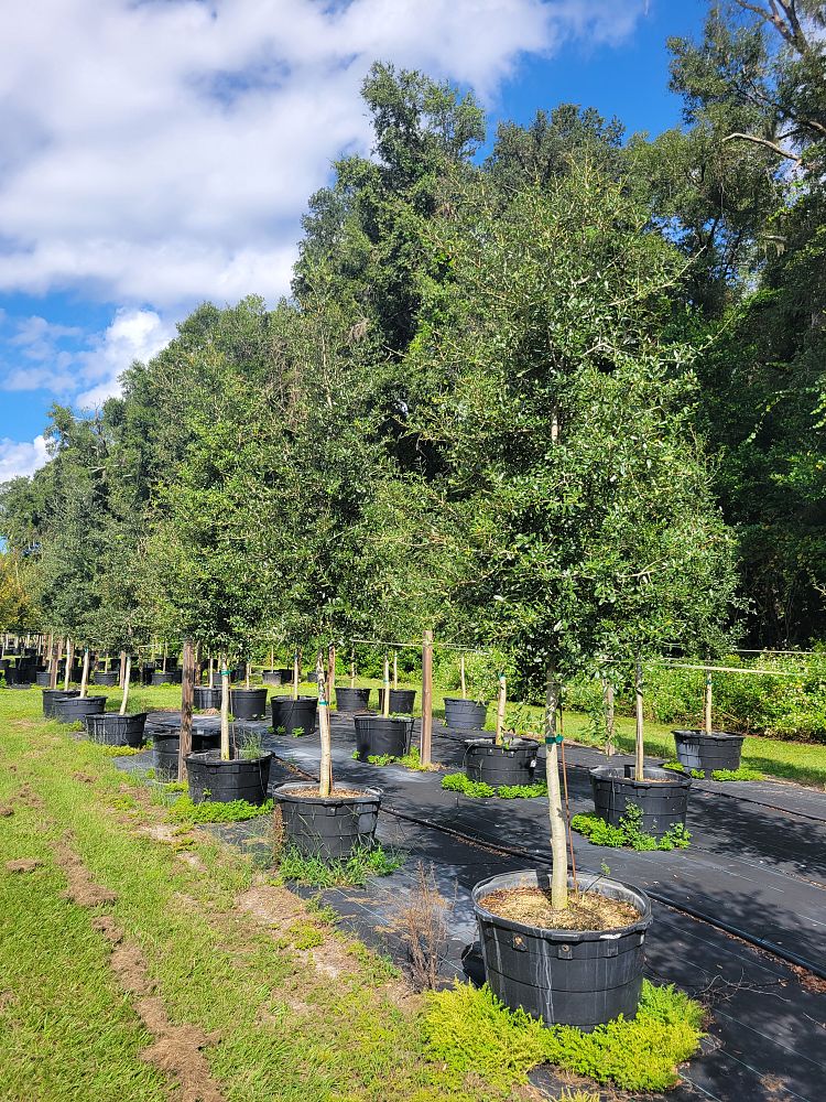 quercus-virginiana-live-oak-southern-oak-tree