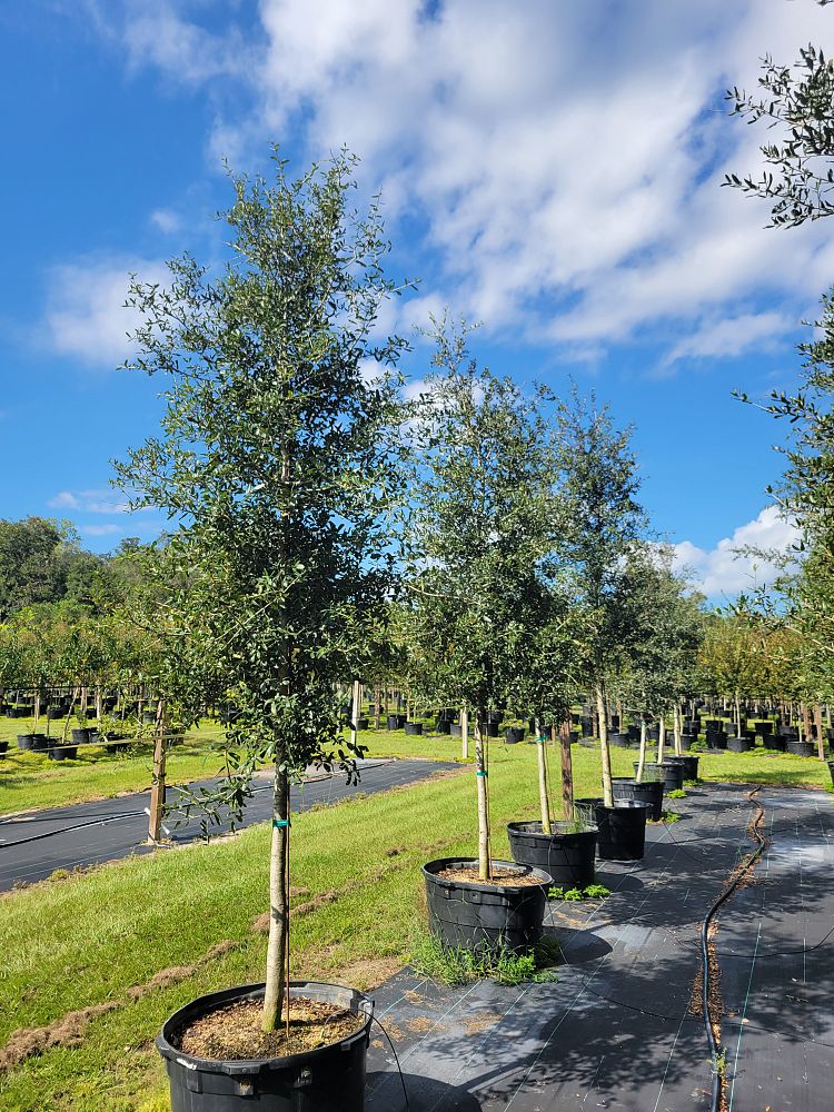 quercus-virginiana-live-oak-southern-oak-tree