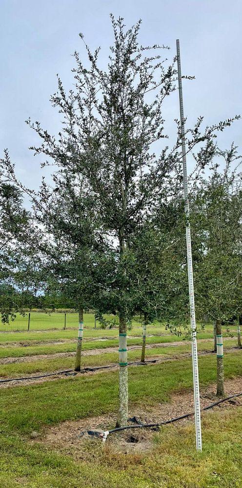 quercus-virginiana-live-oak-southern-oak-tree