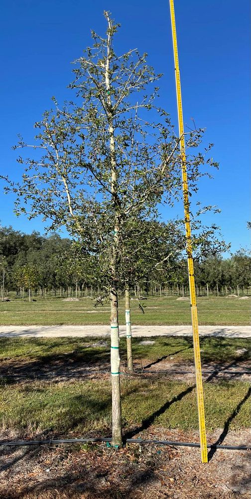 quercus-virginiana-live-oak-southern-oak-tree