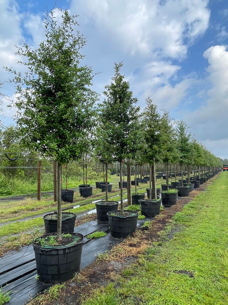 quercus-virginiana-live-oak-southern-oak-tree
