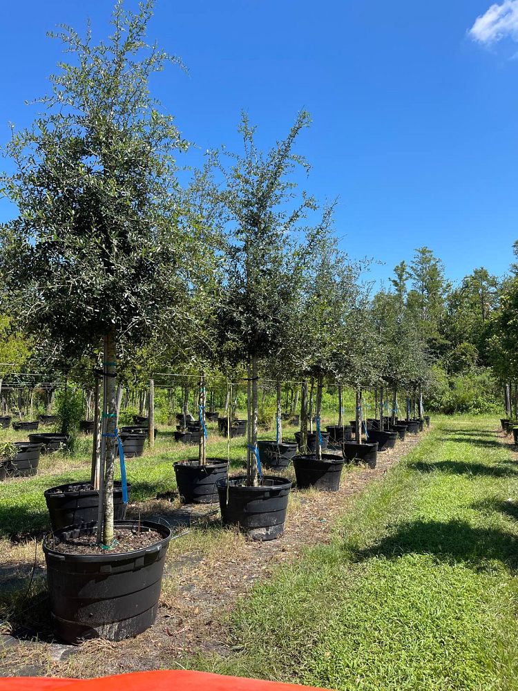 quercus-virginiana-live-oak-southern-oak-tree