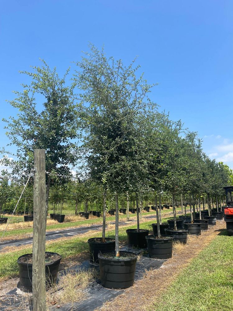 quercus-virginiana-live-oak-southern-oak-tree