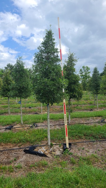 quercus-virginiana-live-oak-southern-oak-tree