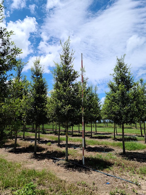 quercus-virginiana-live-oak-southern-oak-tree