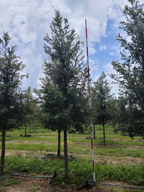 quercus-virginiana-live-oak-southern-oak-tree