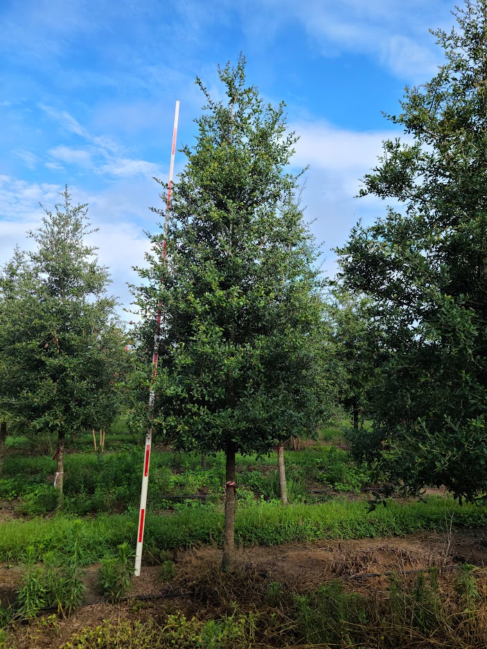 quercus-virginiana-live-oak-southern-oak-tree