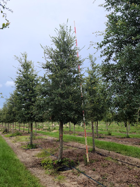 quercus-virginiana-live-oak-southern-oak-tree