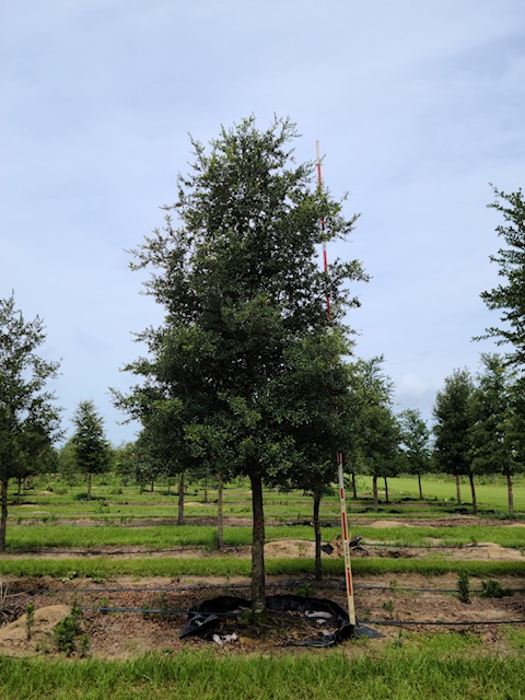 quercus-virginiana-live-oak-southern-oak-tree