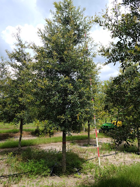 quercus-virginiana-live-oak-southern-oak-tree