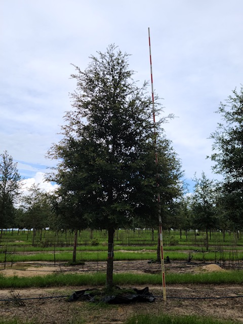 quercus-virginiana-live-oak-southern-oak-tree