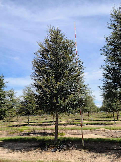 quercus-virginiana-live-oak-southern-oak-tree