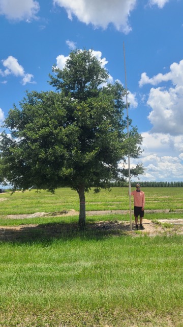 quercus-virginiana-live-oak-southern-oak-tree