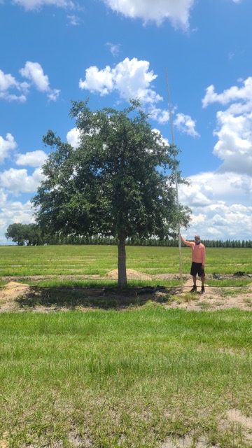 quercus-virginiana-live-oak-southern-oak-tree
