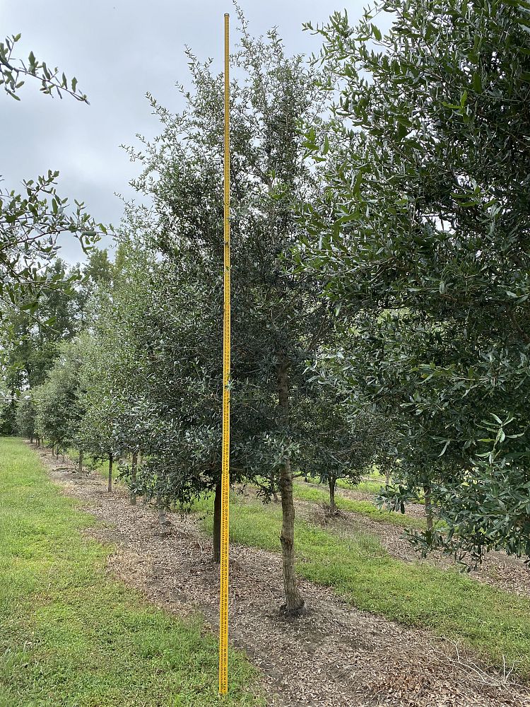 quercus-virginiana-live-oak-southern-oak-tree