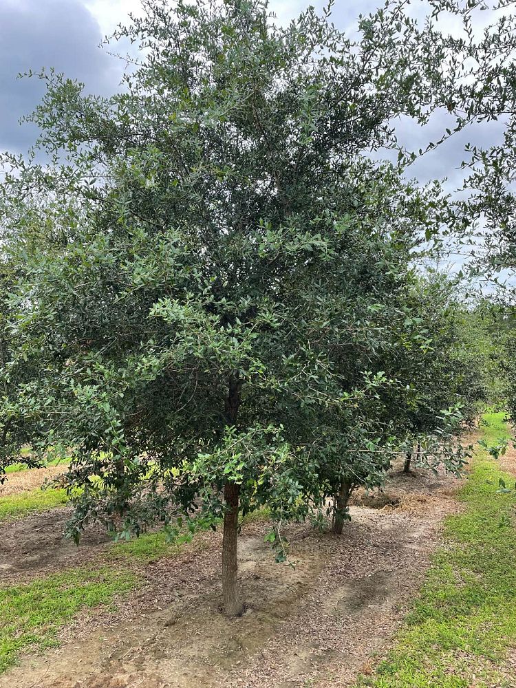 quercus-virginiana-live-oak-southern-oak-tree