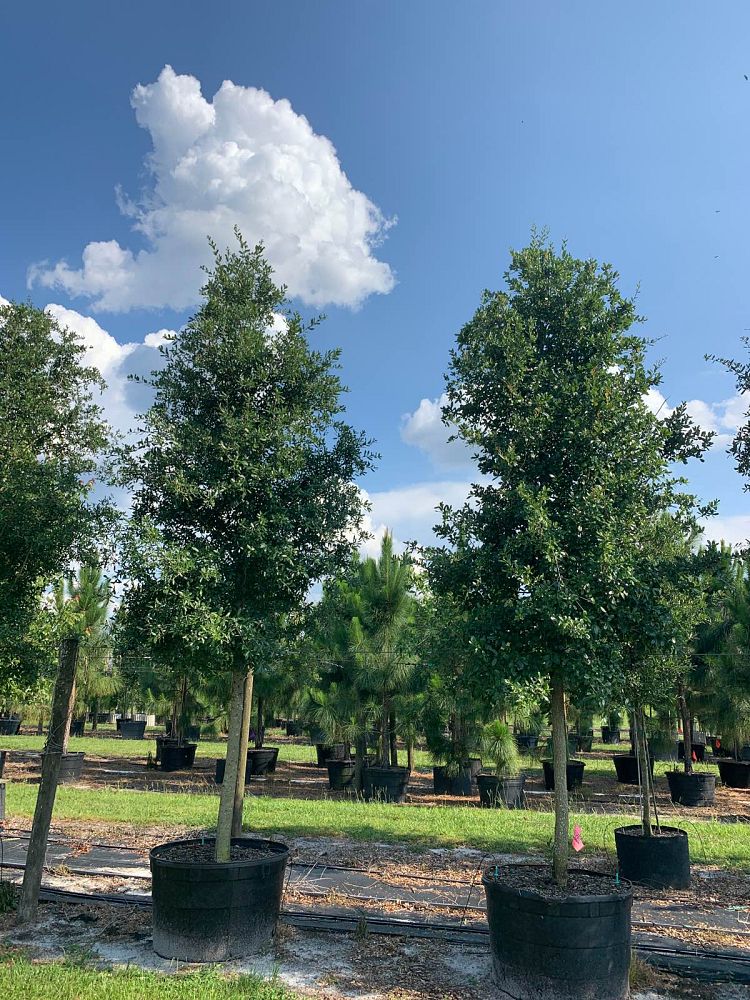 quercus-virginiana-live-oak-southern-oak-tree