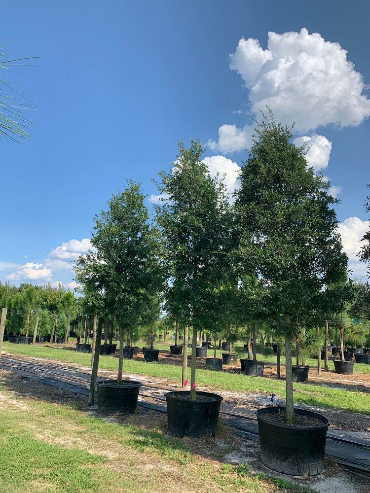 quercus-virginiana-live-oak-southern-oak-tree