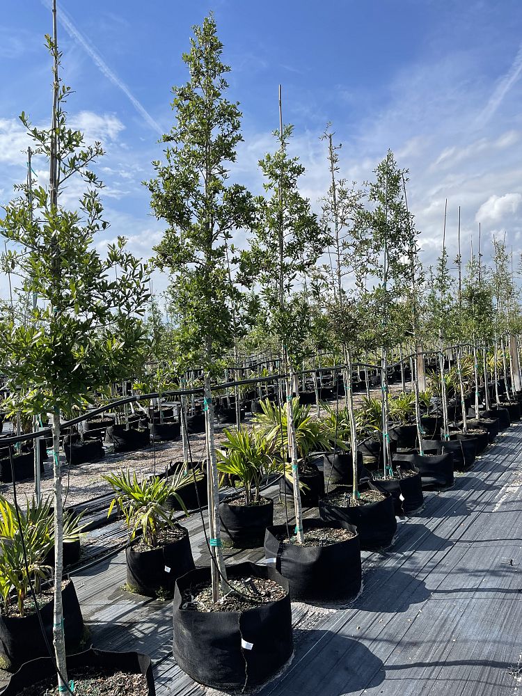 quercus-virginiana-live-oak-southern-oak-tree