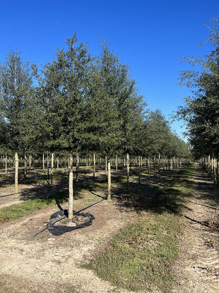 quercus-virginiana-live-oak-southern-oak-tree