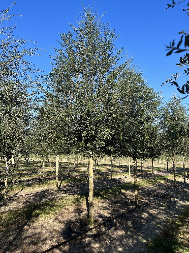 quercus-virginiana-live-oak-southern-oak-tree