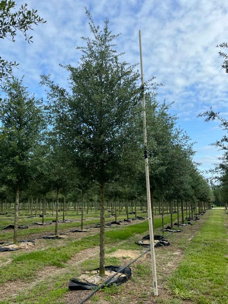 quercus-virginiana-live-oak-southern-oak-tree