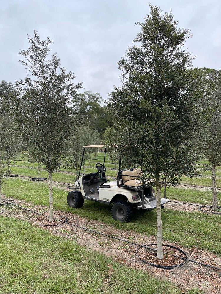 quercus-virginiana-live-oak-southern-oak-tree