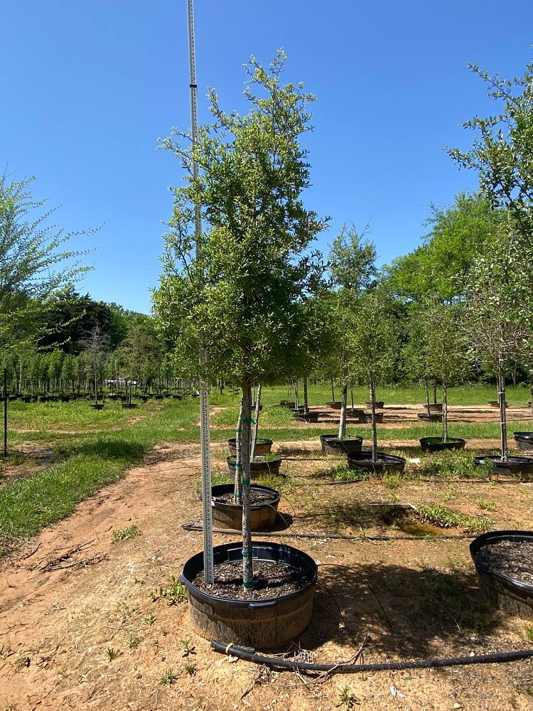 quercus-virginiana-live-oak-southern-oak-tree