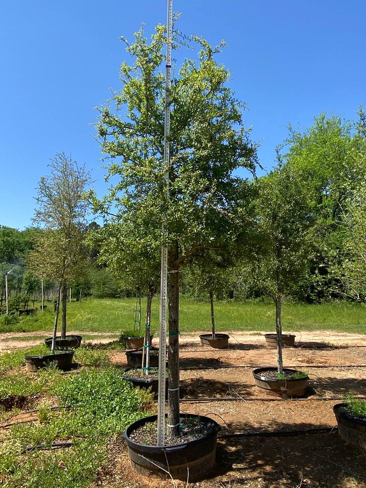 quercus-virginiana-live-oak-southern-oak-tree
