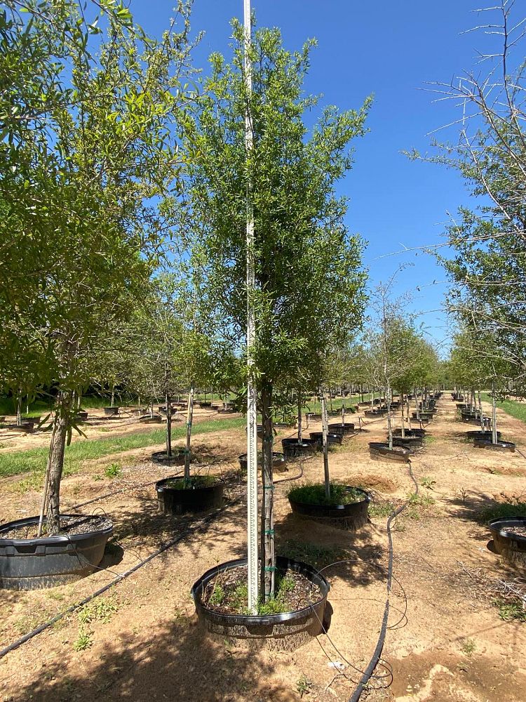 quercus-virginiana-live-oak-southern-oak-tree