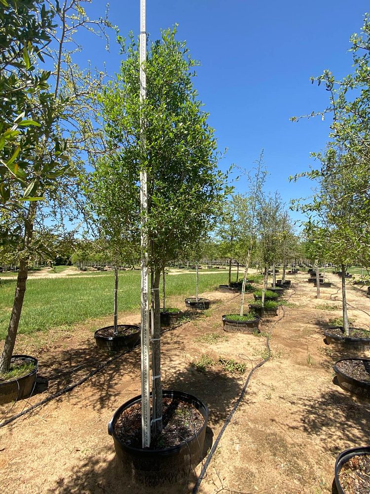 quercus-virginiana-live-oak-southern-oak-tree