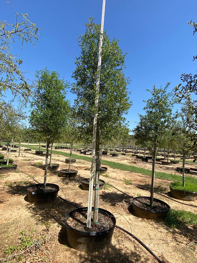 quercus-virginiana-live-oak-southern-oak-tree