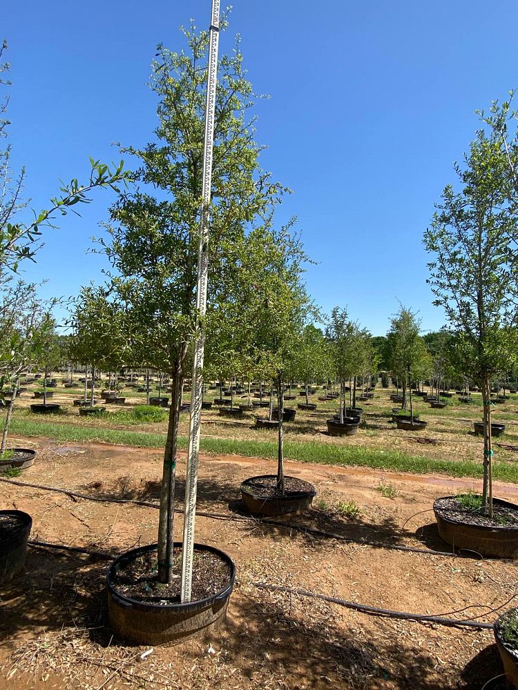 quercus-virginiana-live-oak-southern-oak-tree