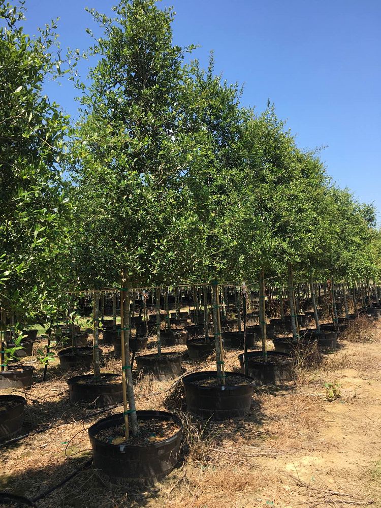 quercus-virginiana-live-oak-southern-oak-tree