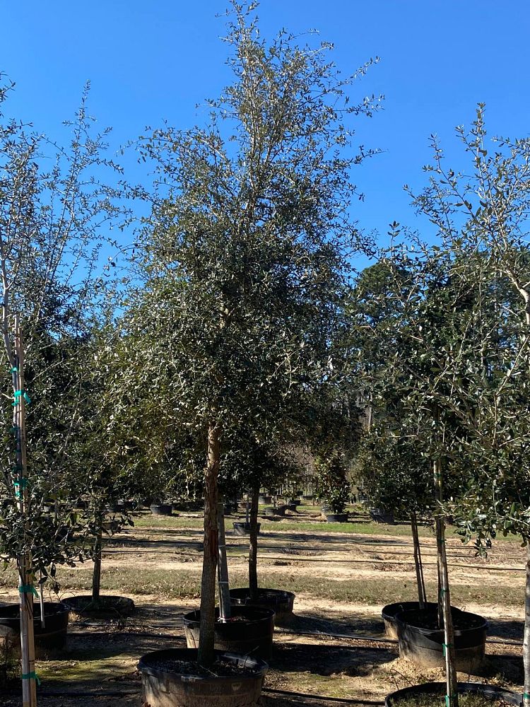 quercus-virginiana-live-oak-southern-oak-tree