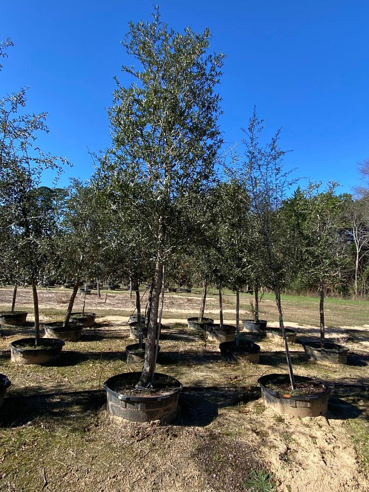 quercus-virginiana-live-oak-southern-oak-tree