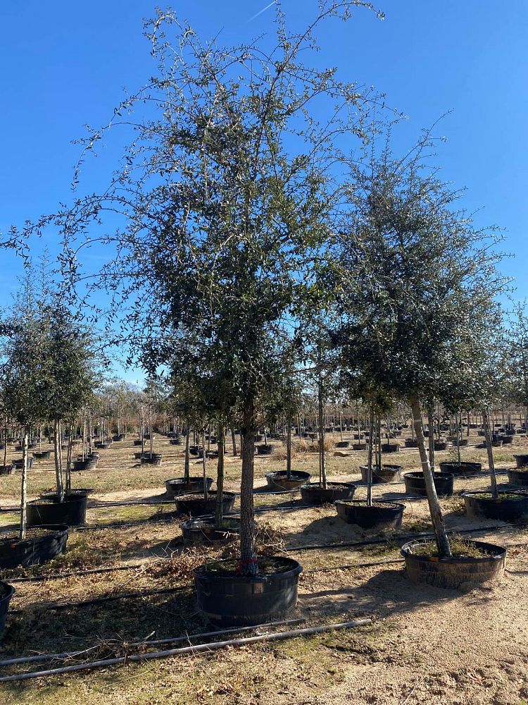 quercus-virginiana-live-oak-southern-oak-tree