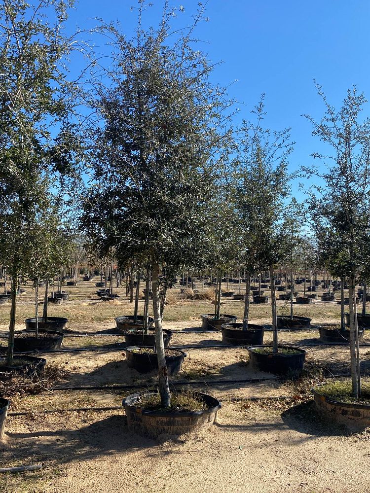 quercus-virginiana-live-oak-southern-oak-tree