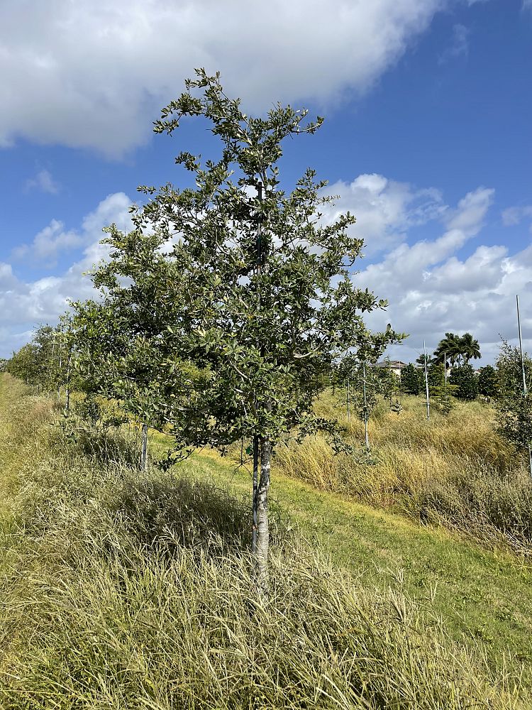 quercus-virginiana-live-oak-southern-oak-tree