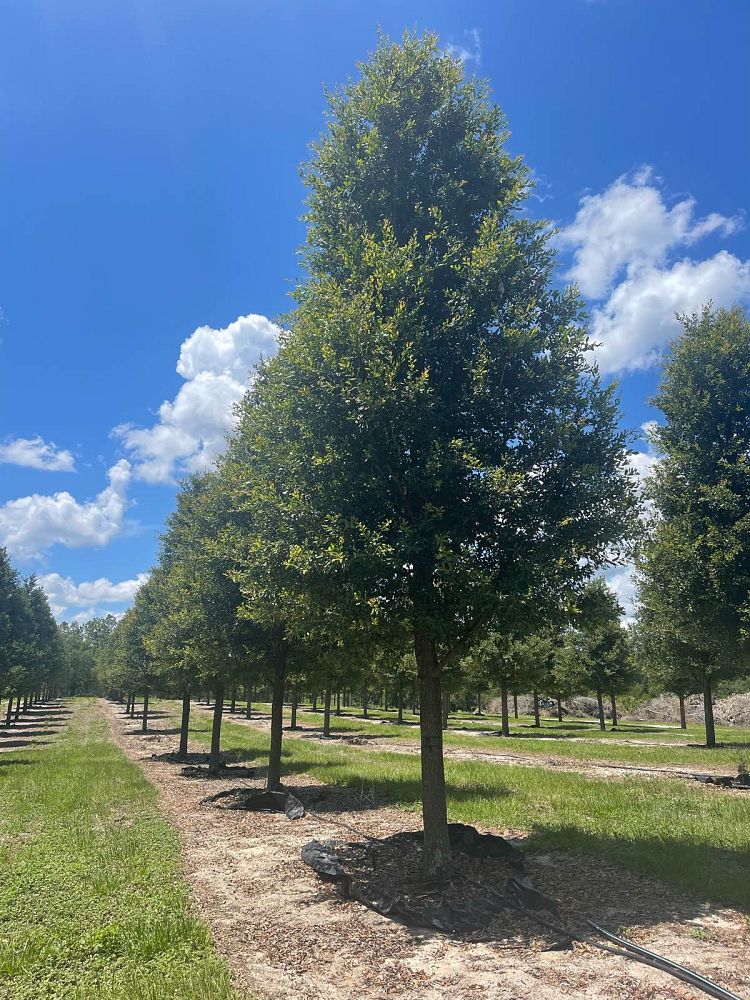 quercus-virginiana-live-oak-southern-oak-tree