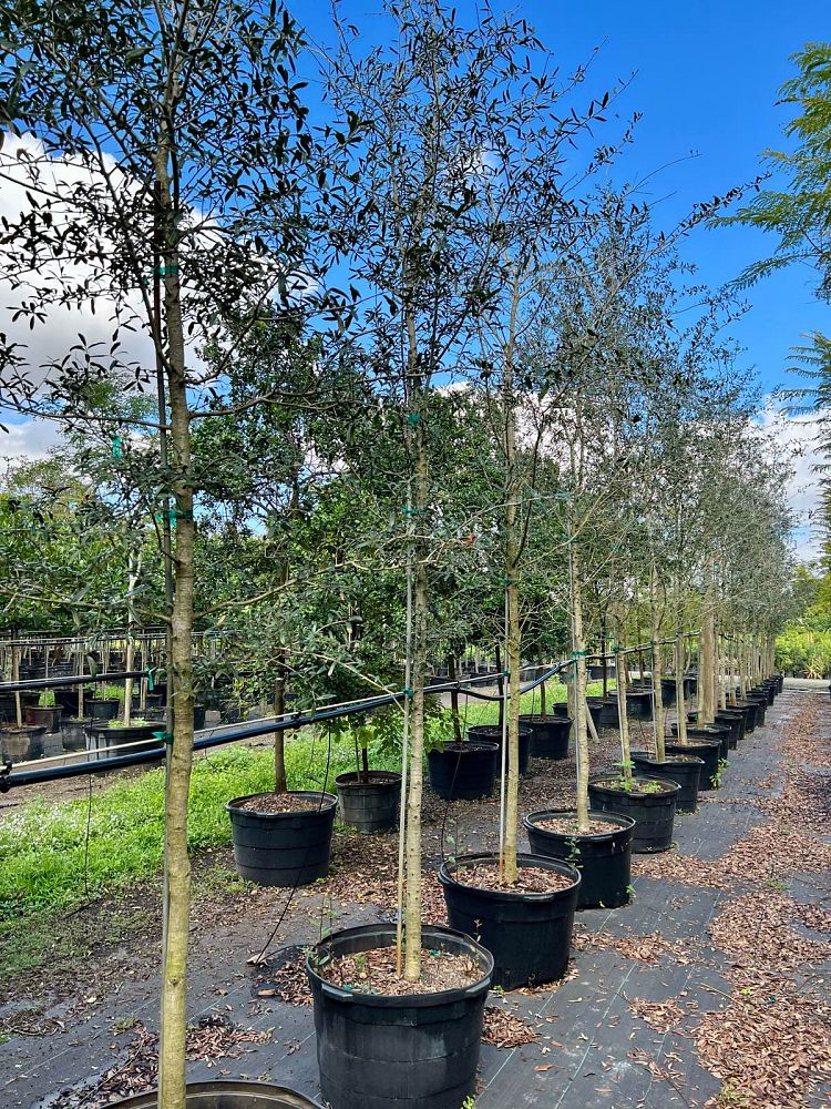 quercus-virginiana-live-oak-southern-oak-tree
