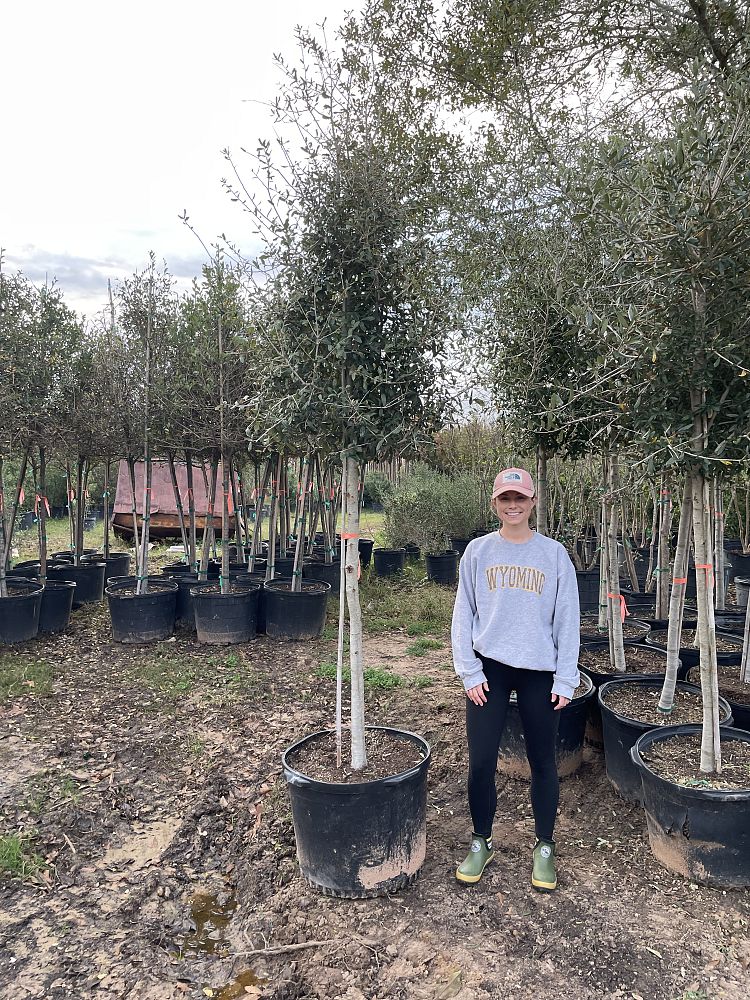 quercus-virginiana-live-oak-southern-oak-tree