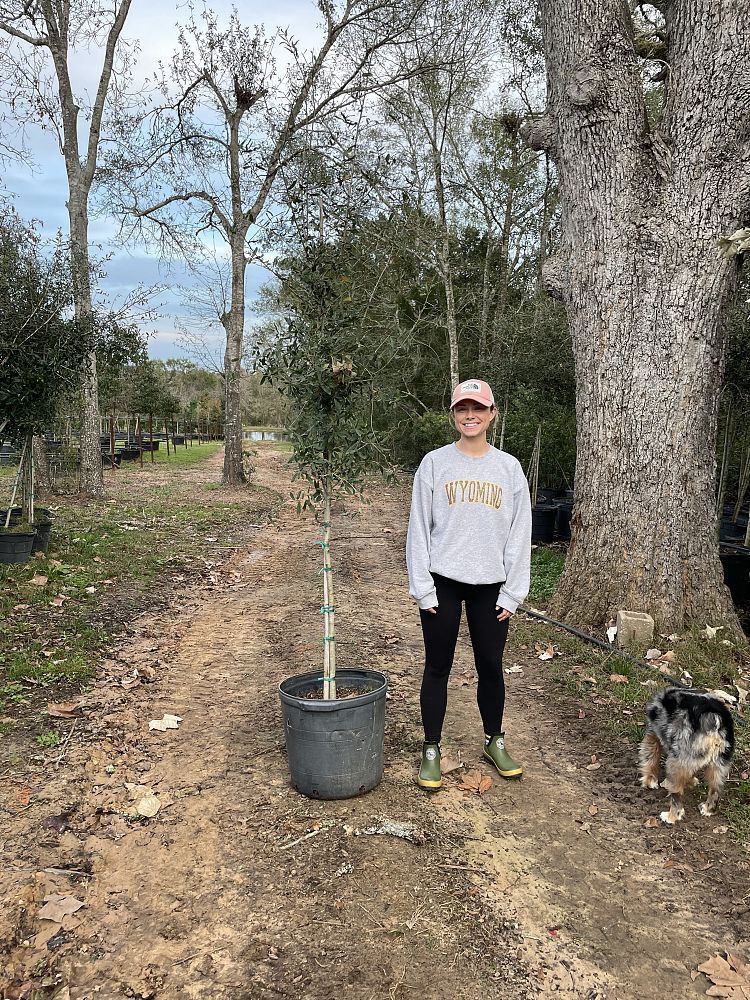 quercus-virginiana-live-oak-southern-oak-tree