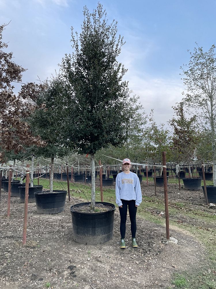 quercus-virginiana-live-oak-southern-oak-tree