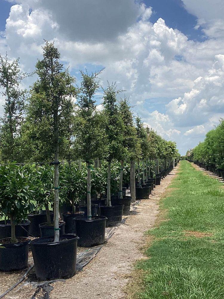 quercus-virginiana-live-oak-southern-oak-tree