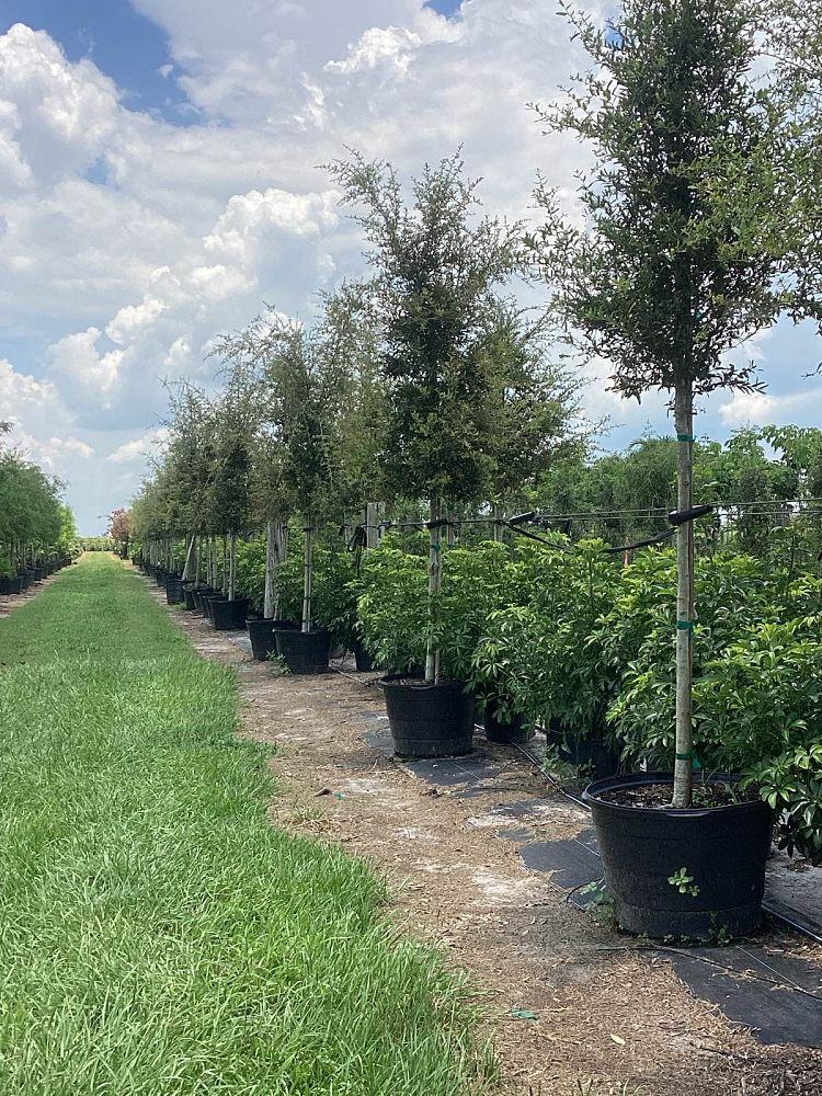 quercus-virginiana-live-oak-southern-oak-tree